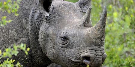 Pic: A very horny rhino photobombed one Dublin Zoo visitor in spectacular fashion this weekend (NSFW)