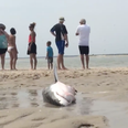 Video: Amazing footage shows people saving a beached Great White Shark