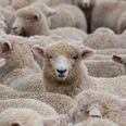 Irish man sets a new world record for sheep shearing