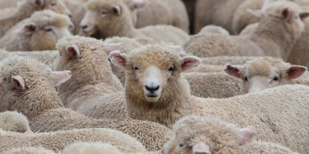 Irish man sets a new world record for sheep shearing