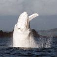 Pics: A massive White Humpback Whale is spotted off the coast of Cork