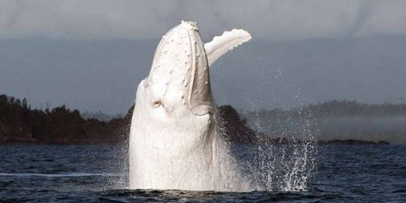 Pics: A massive White Humpback Whale is spotted off the coast of Cork