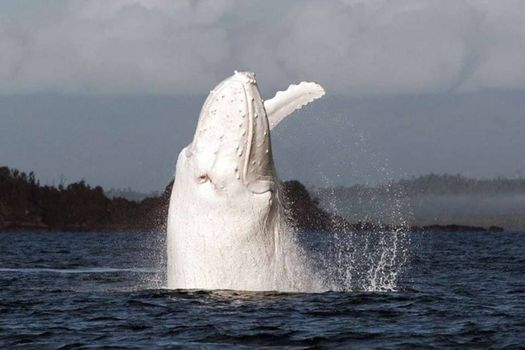 whale Indonesia