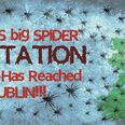 VIDEO: Ireland’s big spider infestation of 2015 has reached Dublin