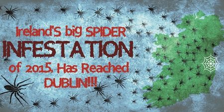 VIDEO: Ireland’s big spider infestation of 2015 has reached Dublin