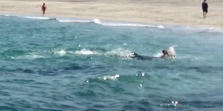 Video: We may have found the world’s most pissed off dolphin in Galway
