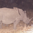 Video: Never-before-seen footage captured a wildcat riding on the back of a rhino in Africa