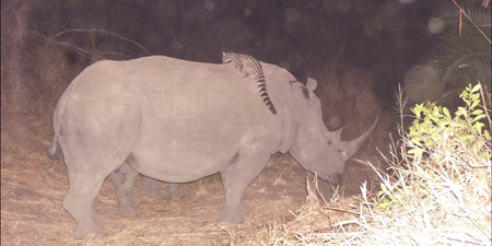 Video: Never-before-seen footage captured a wildcat riding on the back of a rhino in Africa