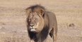 Cecil The Lion’s six-year-old son Xanda has also been killed by a big game hunter