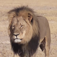 Pic: Cecil the lion now has his own range of branded merchandise