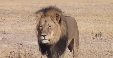 Pic: Lion killer Dr Walter Palmer has released a statement