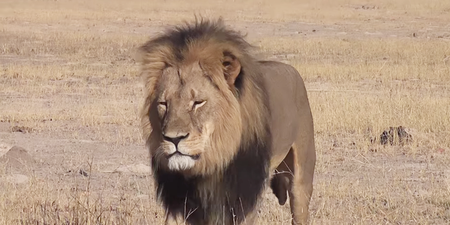 Pic: Cecil the lion now has his own range of branded merchandise