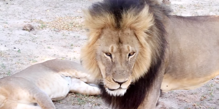 It’s official, Zimbabwe will not prosecute Cecil the lion’s killer