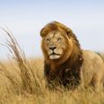 UPDATE: Jericho the lion, brother of Cecil may still be alive after conflicting reports emerge about his death