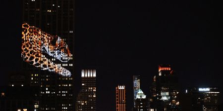 Pics: Cecil the lion and other endangered animals lit up the Empire State building last night in a beautiful tribute