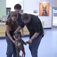 Video: Lost dog reunited with owner after 9 years apart