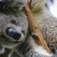 350 koalas have died in Australian bushfires