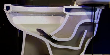 VIDEO: How easily a rat can climb up your toilet will give you nightmares