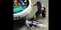 VIDEO: Extremely upsetting footage shows dolphins trying to escape from hunters in Japan