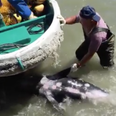 VIDEO: Extremely upsetting footage shows dolphins trying to escape from hunters in Japan