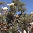 VIDEO: There are a load of goats up a tree and we have absolutely no idea why
