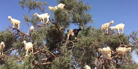 VIDEO: There are a load of goats up a tree and we have absolutely no idea why