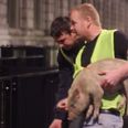 VIDEO: Irish man attempts to deliver a live pig to David Cameron on Downing Street