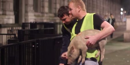 VIDEO: Irish man attempts to deliver a live pig to David Cameron on Downing Street