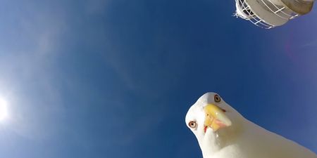 VIDEO: Hilarious footage of the moment this seagull stole a guy’s GoPro