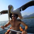VIDEO: The incredible story of how a man and a wild pelican formed an unlikely friendship