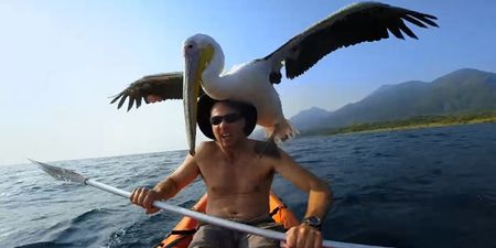 VIDEO: The incredible story of how a man and a wild pelican formed an unlikely friendship