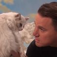 VIDEO: Channing Tatum verbally abused a kitten 8 times on Jimmy Kimmel