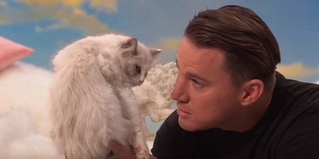 VIDEO: Channing Tatum verbally abused a kitten 8 times on Jimmy Kimmel