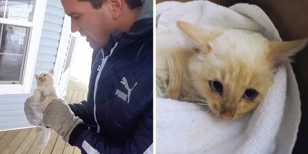 VIDEO: Family finds kitten frozen in the snow and their son miraculously saves its life