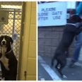VIDEO: Watch the heart-warming reaction of this timid dog when it realises he’s being adopted