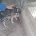 VIDEO: This abused dog’s reaction to being stroked for the first time will break your heart