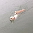 PICS: Dog swims out to sea to rescue his blind friend