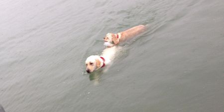 PICS: Dog swims out to sea to rescue his blind friend
