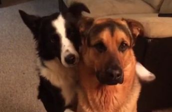This dog hugging her best friend has been viewed over 30 million times