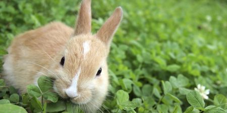 PIC: This Co. Tyrone bunny is going viral after being swept onto a rooftop by Storm Gertrude