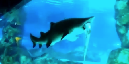VIDEO: Female shark eats male shark in aquarium and swallows it whole