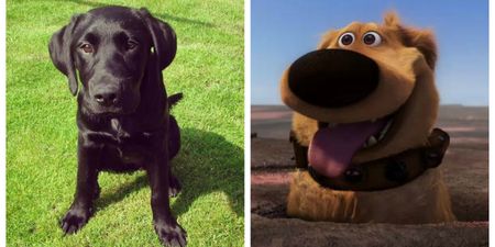 You can now use Snapchat to make your dog look like Dug from Disney Pixar’s Up