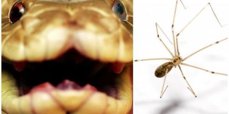 PIC: Tiny spider takes on venomous brown snake… and wins