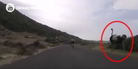 VIDEO: Check out the speed of this ostrich as it chases after two cyclists