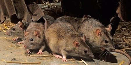 The worst counties in Ireland for rat infestations have been revealed