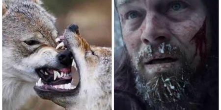 London man escapes wolves in a survival tale likened to The Revenant