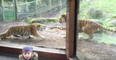 VIDEO: Fighting tigers in Dublin zoo scare the bejaysus out of a young girl