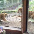 VIDEO: Fighting tigers in Dublin zoo scare the bejaysus out of a young girl