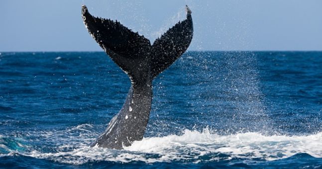 whale indonesia
