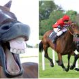 Of course there’s now a racehorse called Horsey McHorseface